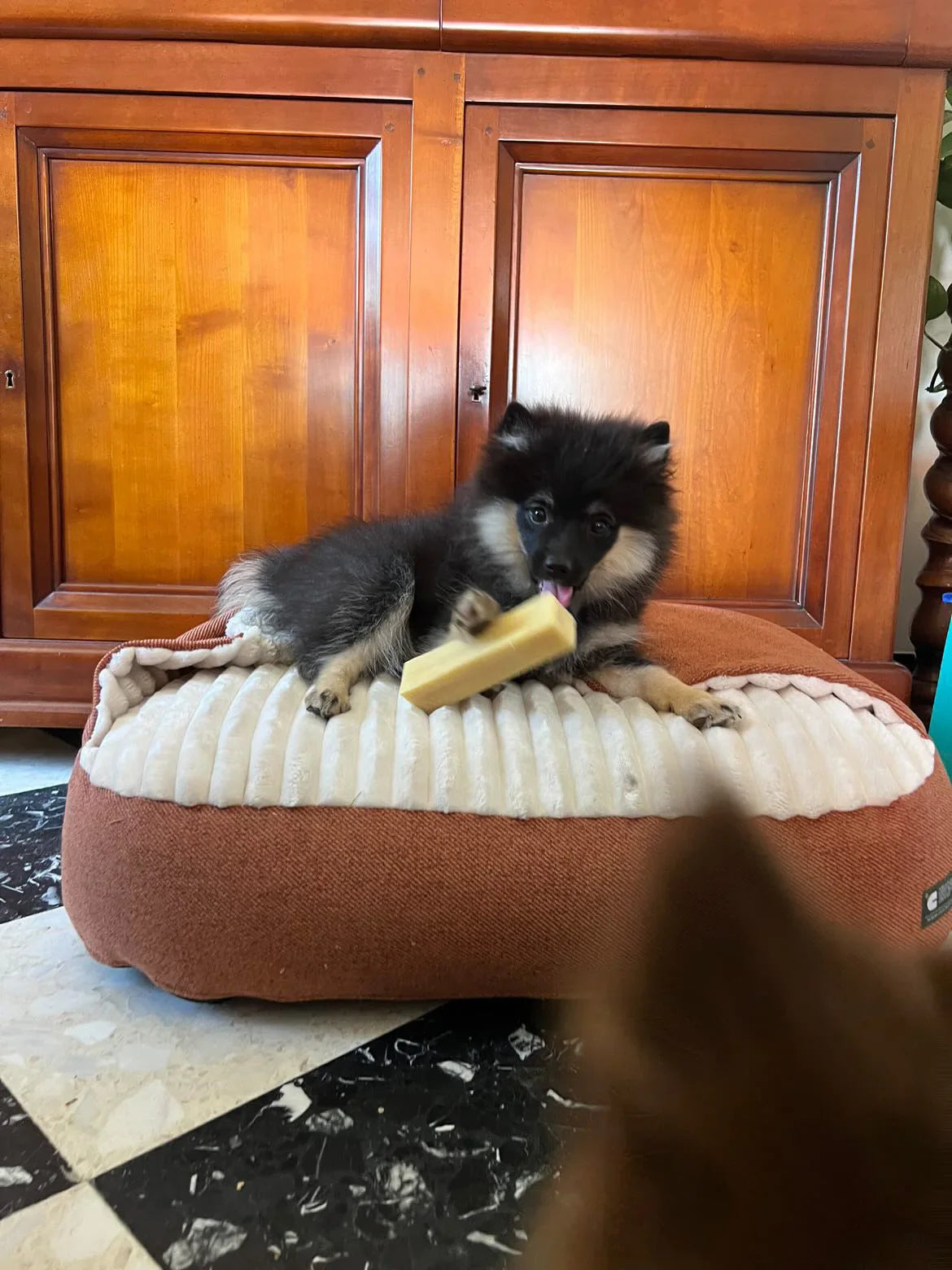 Chiot noir et crème allongé sur un coussin en tissu naturel devant un meuble en bois, jouant avec un bâton à mâcher, dans un intérieur de maison provençale.