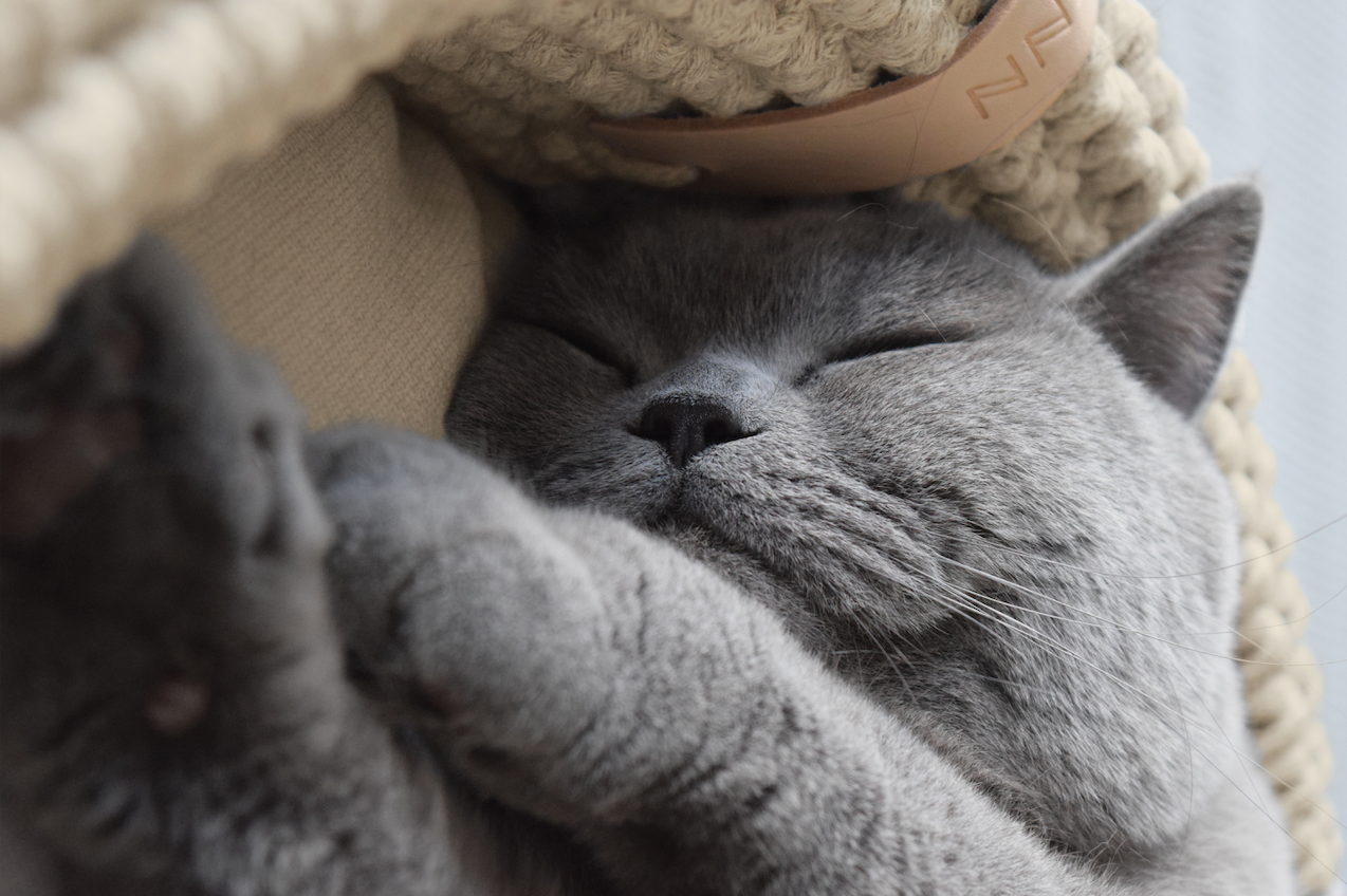 La Première année avec votre boule de poils!