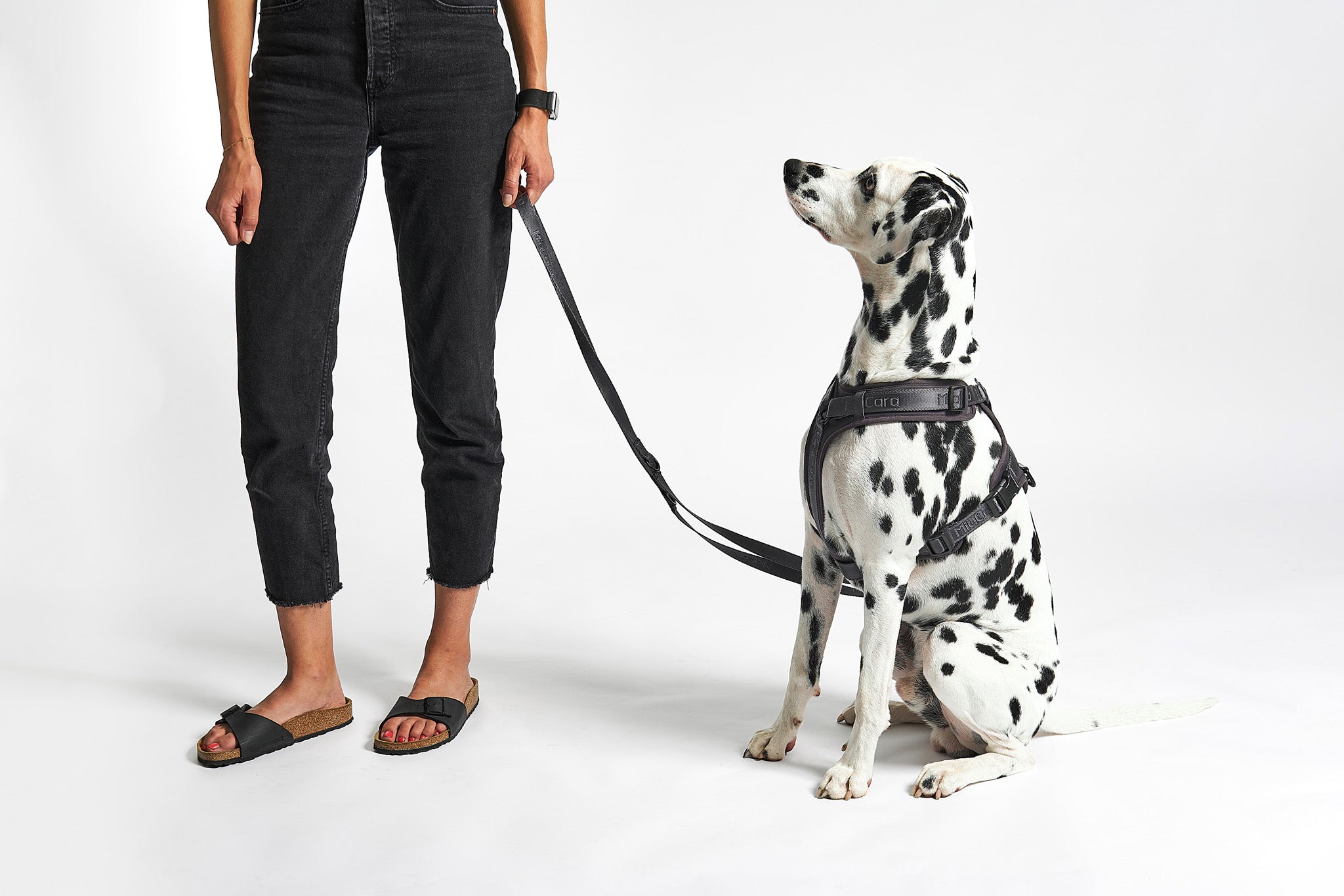 Comment Bien Choisir un Harnais pour Votre Chien : Les Conseils de Dr. Paws