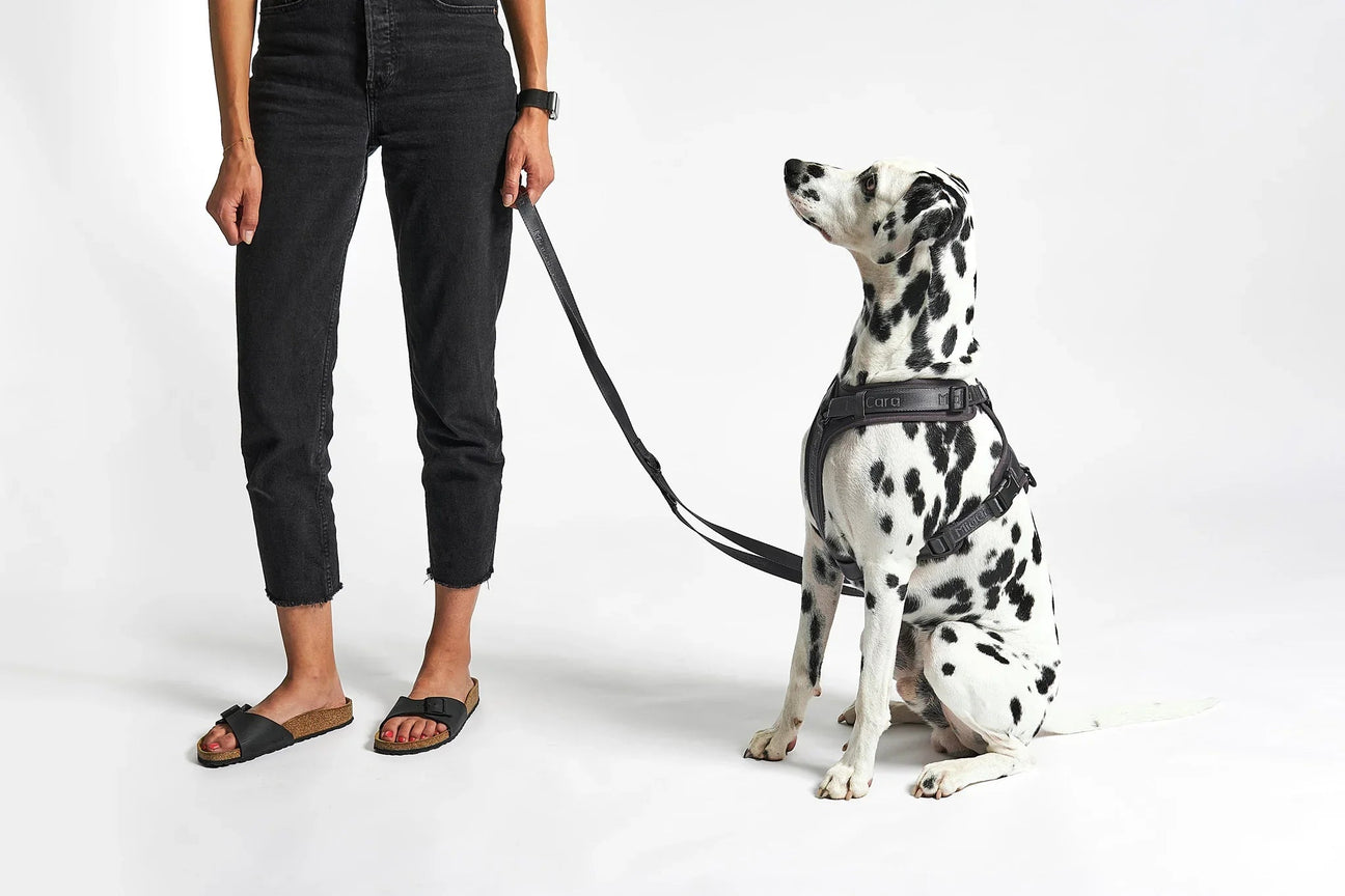 Dalmatien assis portant un harnais artisanal noir et laisse, à côté d’une personne en jean noir