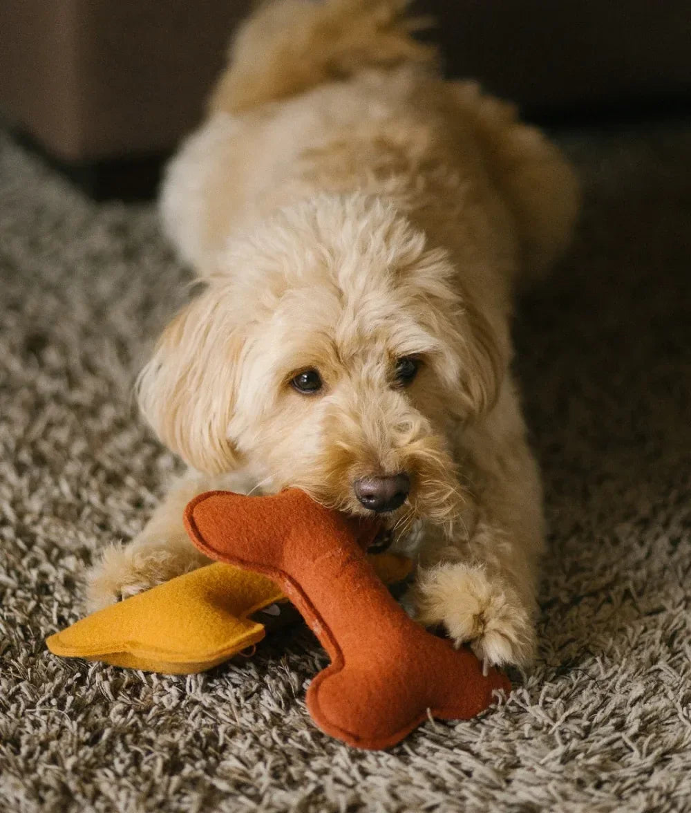Chien allongé sur tapis, jouant avec un jouet os en feutrine artisanale, tons ocre et rouille.