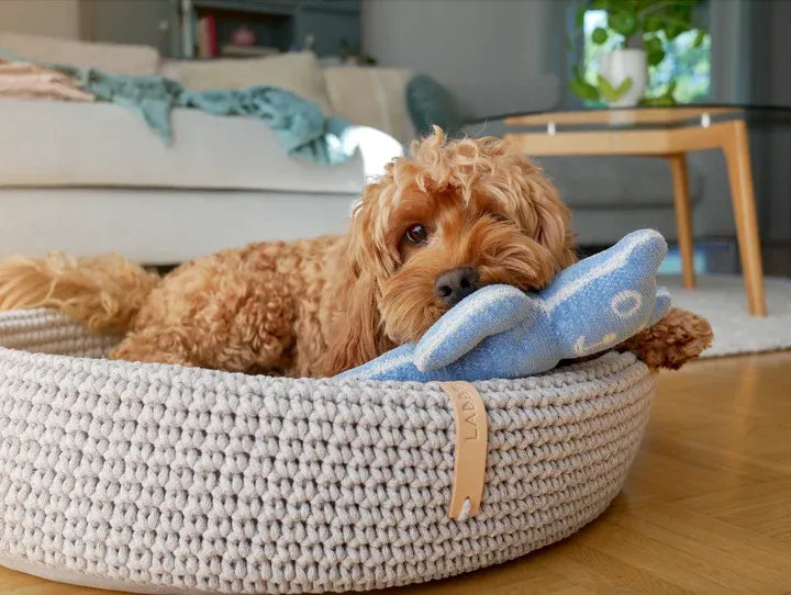 panier anti stress chien