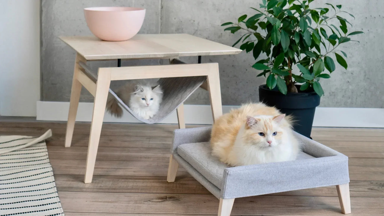 Deux chats allongés sur des lits pour animaux en tissu gris, meubles en bois clair et plante d'intérieur, ambiance maison naturelle.