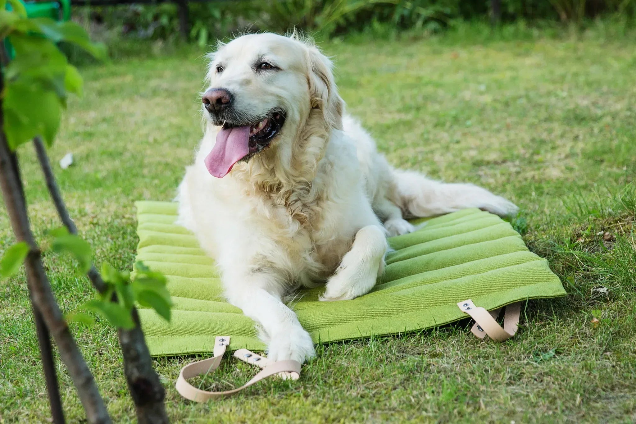 Grand chien couché sur un tapis vert en tissu naturel, dans un jardin en Provence.