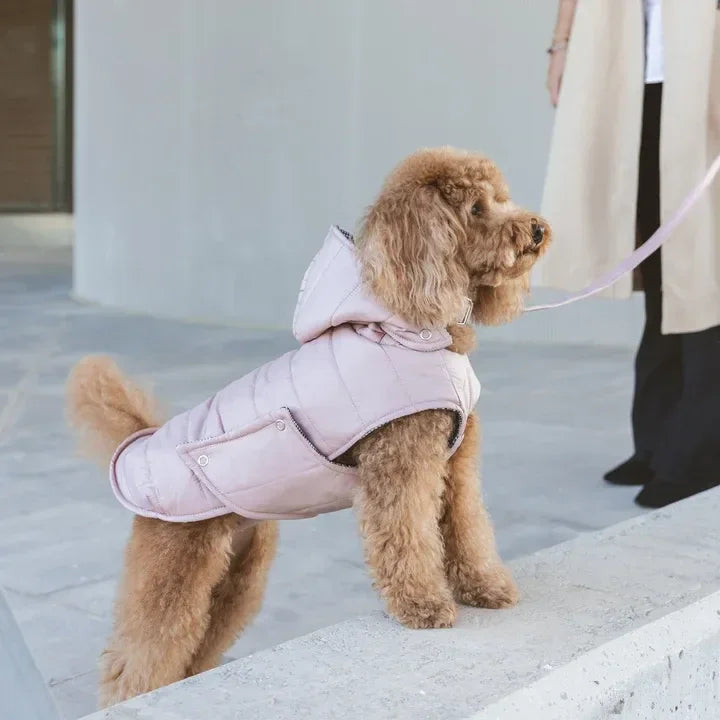 Chien au pelage bouclé portant un manteau matelassé rose pâle, style naturel et élégant.