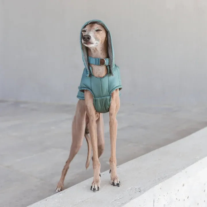 Lévrier fin portant un manteau pour chien en tissu vert, style artisanal, dans un décor épuré.