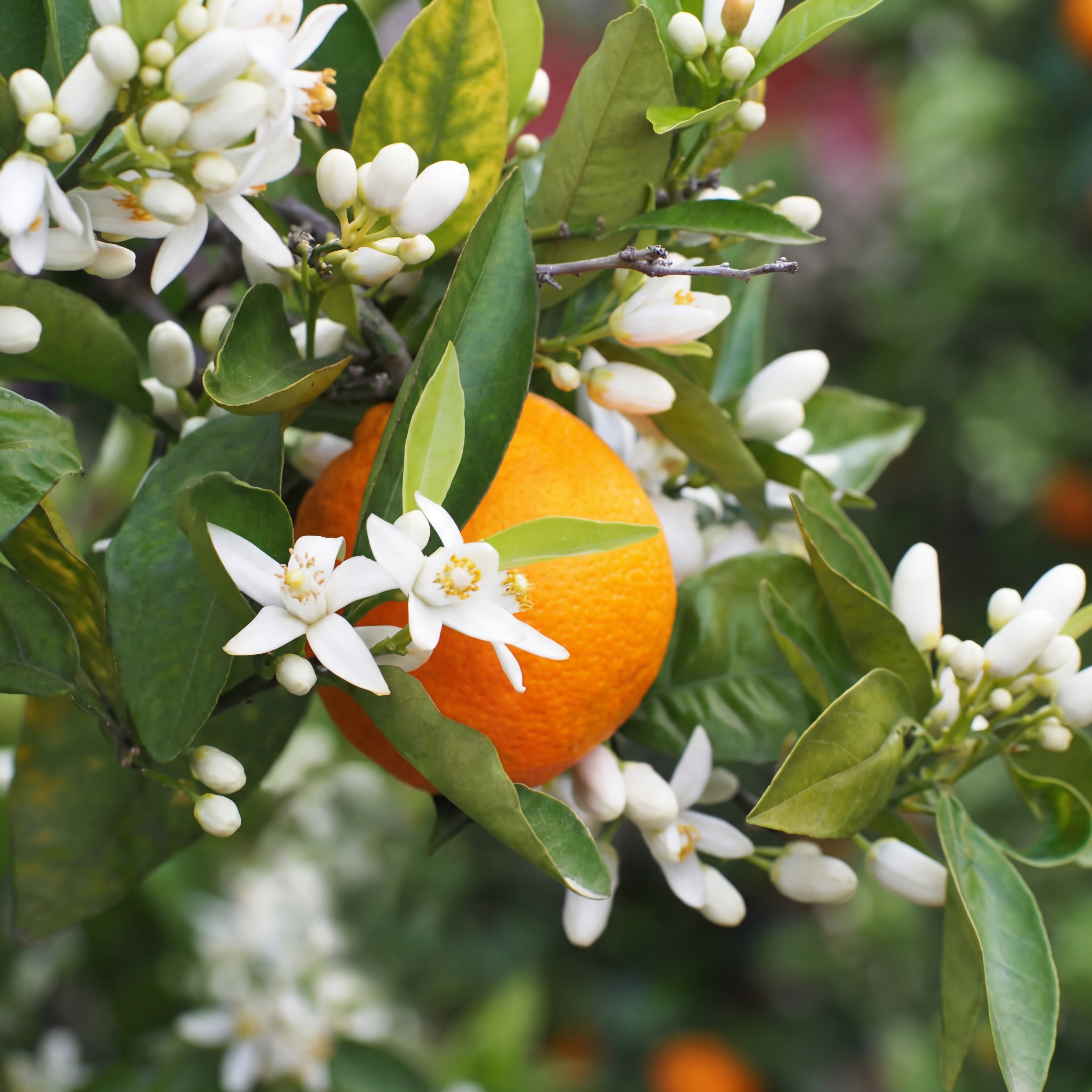 Fleurs d'oranger fraîches et agrumes sur l'arbre, un des ingrédients naturels apaisants que l'on retrouve dans notre soin fait maison.