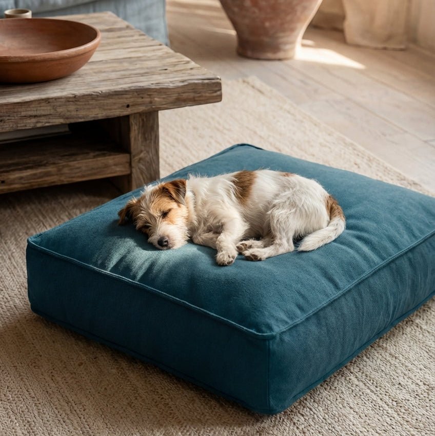 petit chien dormant sur lit pour chien nesto bleu confortable dans un salon
