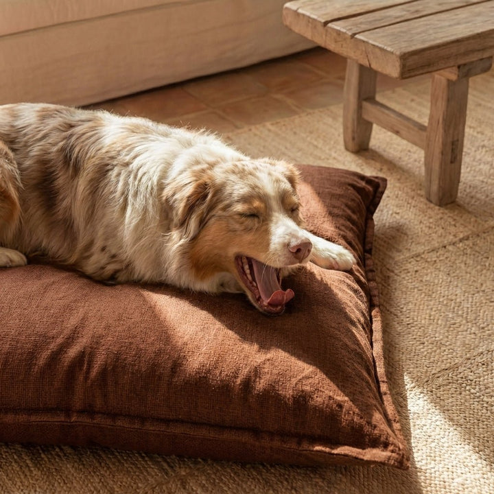 berger australien couché sur coussin pour chien marron confortable dans un salon lumineux